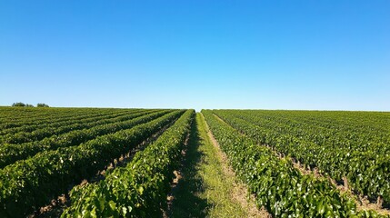 Vibrant Coffee Plantation Growing Under Clear Blue Sky on Sunny Day