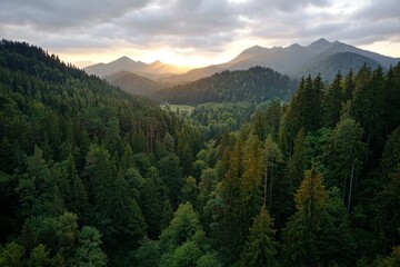 Fototapeta premium A mountain road is visible from an aerial top view surrounded by dark green forest