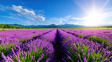 Obraz premium vibrant field of lavender stretching to horizon under bright sky