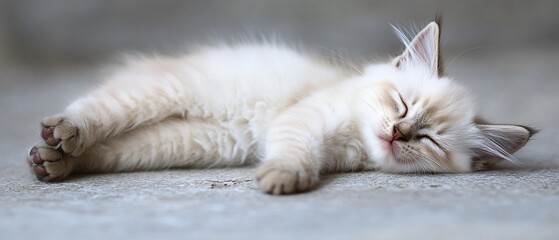 Professional image of Himalayan, Thai, Siamese, and Balinese cats for pet lovers and breed enthusiasts