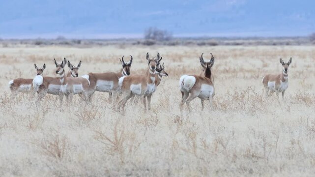 A herd of pronghorns (Antilocapra americana) stands alert in an open prairie in Lassen County, California, on an overcast day.