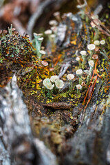 Greenish White Fungi Group With Orange Enviroment