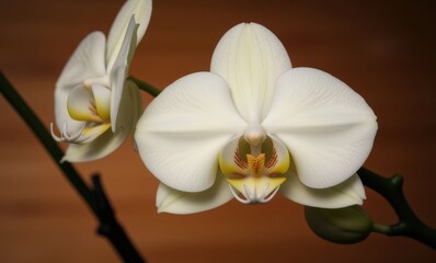 Elegant white orchids in bloom