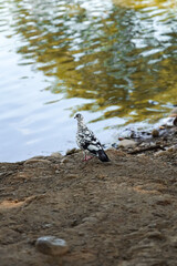Pigeons on the edge of the lake. Dove.