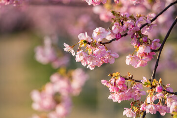 夕日に照らされる満開の河津桜