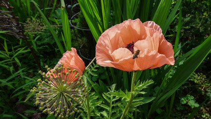 Mohnblumen
