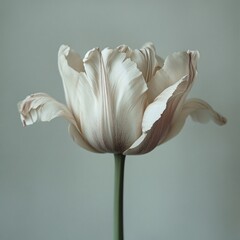 Professional Tulip Image for Botanical, Floral Design Projects