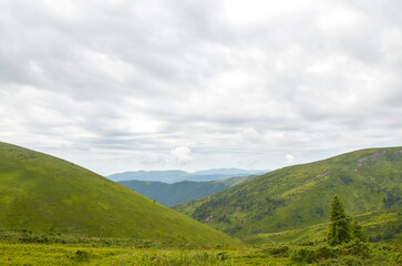 Beautiful view of lush green valleys surrounded by rolling mountains under a cloudy sky. An ideal setting capturing the natural tranquility and vastness of unspoiled wilderness. Carpathians, Ukraine