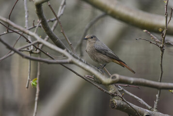 Naklejka premium Phoenicurus ochruros, Black Redstart Female, Side View, Detailed Close-up. Black Redstart Female Perching on a Tree Branch. Spring Season, Romania Wildlife 
