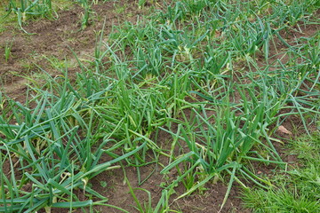 Calçot onion growing in vegetable garden field