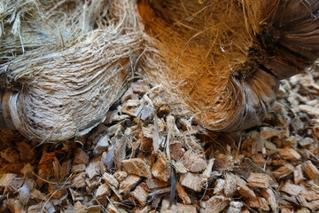 Coconut husk resting on a pile of coconut fiber chips