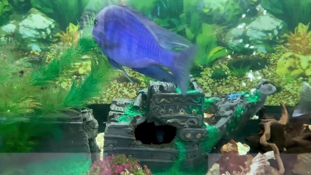 African cichlid fish in water. small fish in water.