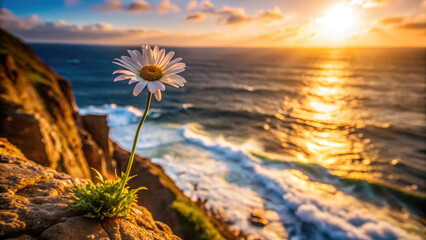 single daisy blooms on rocky cliff overlooking ocean at sunset