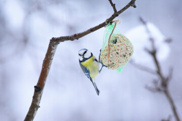 Colorful Blue Tit Clinging to Fat Ball Feeder in Snowy Winter. Cyanistes caeruleus, Feeding with Fat Ball in Winter. Blue tit hanging from the fat ball net feeder. 