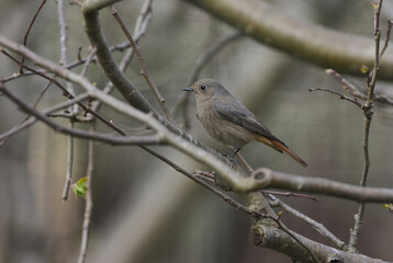 Phoenicurus ochruros, Black Redstart Female, Side View, Detailed Close-up. Black Redstart Female Perching on a Tree Branch. Spring Season, Romania Wildlife 