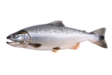 Large fish with a black spot on its side, isolated