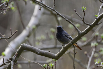 Phoenicurus ochruros, Black Redstart Male, Front View, Detailed Close-up. Black Redstart Male Perching on a Tree Branch. Spring Season, Romania Wildlife 