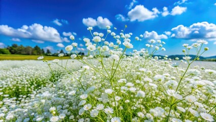 Gypsophila flowers in a field at Tomita Farm on a sunny day with a blue sky, flower field, white flowers