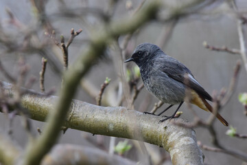 Phoenicurus ochruros, Black Redstart Male, Side View, Detailed Close-up. Black Redstart Male Perching on a Tree Branch. Spring Season, Romania Wildlife 