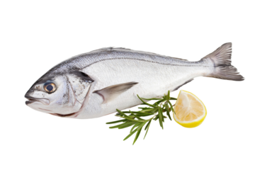 Fish is on a white background with a lemon and some herbs, isolated