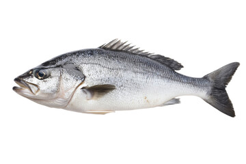 Obraz premium Large fish with a black and white body and a black tail, isolated
