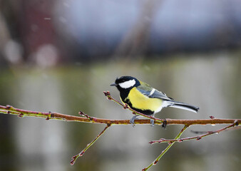 Great Tit, Parus Major Perching on a Tree Branch in a Autumn Rainy Day. Great tit perching on a tree branch in rain.