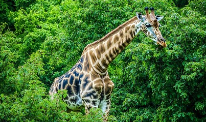 Giraffe in Lush Green African Vegetation