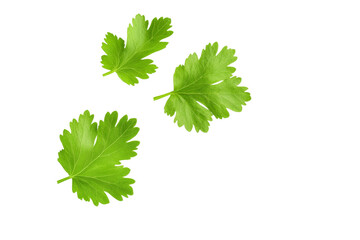 Three green leaves of parsley are shown in the image, isolated