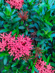 Red Ixora chinensis (Chinese Ixora, Ishwara, West Indian Jasmine, Jejarum, Viruchi, Jungle Flame,...