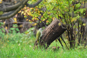 European green woodpecker, Picus viridis in perched on a old tree trunk, detailed close up. Romania Wildlife in Natural Habitat. 