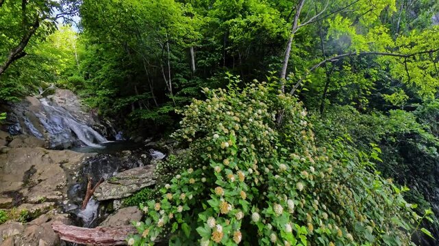 Cedar Run Cascades into Pool Through Forest in Shenandoah National Park