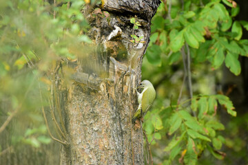 European green woodpecker, Picus viridis in the wild, perched on a old tree trunk, detailed close up. Romania Wildlife in Natural Habitat. 