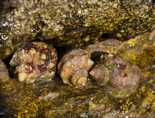 Rapana venosa, common name the veined rapa whelk, a marine gastropod mollusc or whelk, in the...