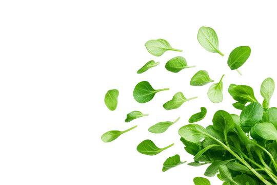 Bunch of green leaves are scattered across a white background, isolated