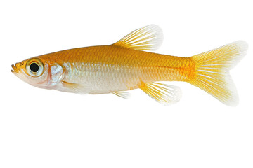 Obraz premium Golden fish swimming gracefully, showcasing vivid colors and fin details in a bright environment