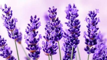 Obraz premium Purple lavender flowers blooming closely, soft focus against blurred lavender field in the background