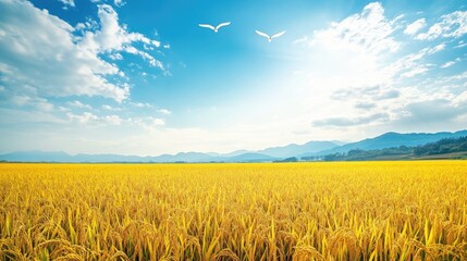 Obraz premium Vast Golden Rice Field Under Blue Sky with Birds Flying Above and Mountain Range in the Background