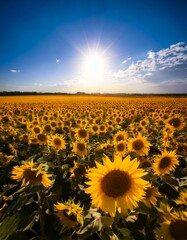 Fototapeta premium Sunflowers against the background of a field and blue sky