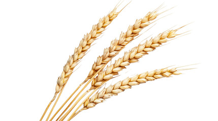 Golden wheat stalks isolated on transparent background representing agriculture and harvest