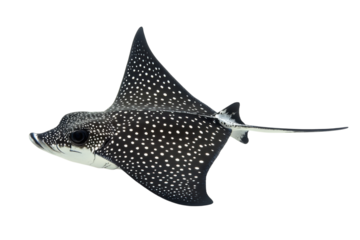 Elegant spotted eagle ray gliding through clear waters of tropical ocean environment