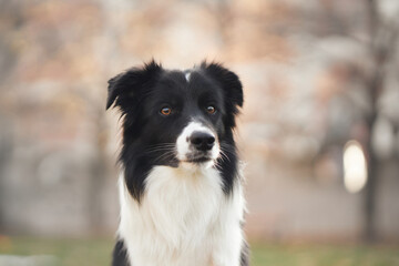 A close-up of a border collie sitting in a city park with bare winter trees. The image captures the dog attentive and intelligent demeanor.