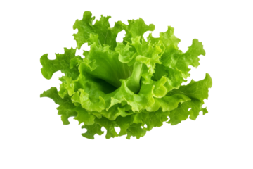 Large green leafy vegetable, isolated