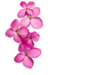 Close up of a bunch of pink flowers, isolated