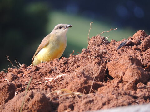 Bem de vi coroa e um tipo de ave que seu habitat consiste em pastos, fazendas, campos, praias, parques urbanos, dunas de areia. Seu ninho &eacute; constru&iacute;do com graveto em arbustos.