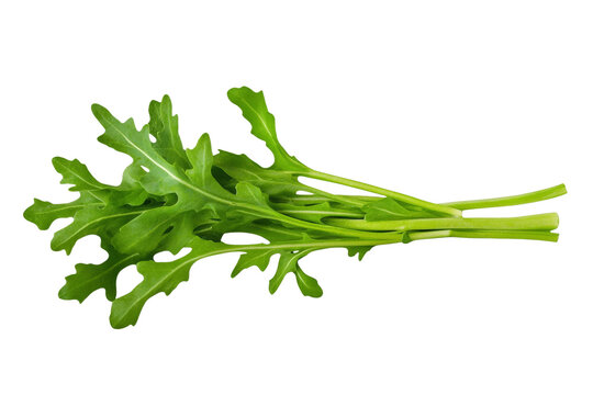 Bunch of green leaves of a plant, isolated