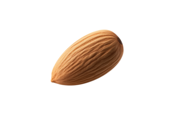 Nut is shown on a white background, isolated