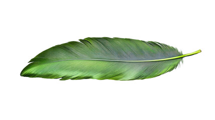 Fototapeta premium Green feather isolated on transparent background, showing fine details