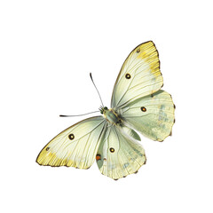 Colorful flying butterfly transparent background