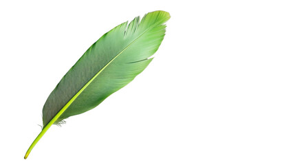 Obraz premium Single green tropical heliconia leaf isolated on transparent background