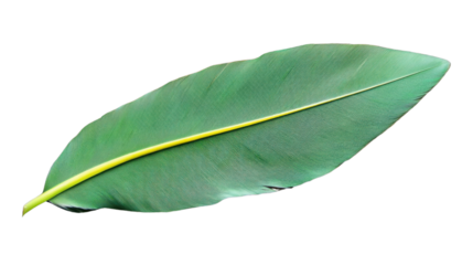 Single green tropical leaf with yellow midrib isolated on transparent background